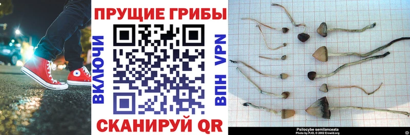 дарнет шоп  Ижевск  Галлюциногенные грибы Magic Shrooms 